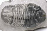 Multi-Toned Drotops Trilobite - Mrakib, Morocco #233274-2